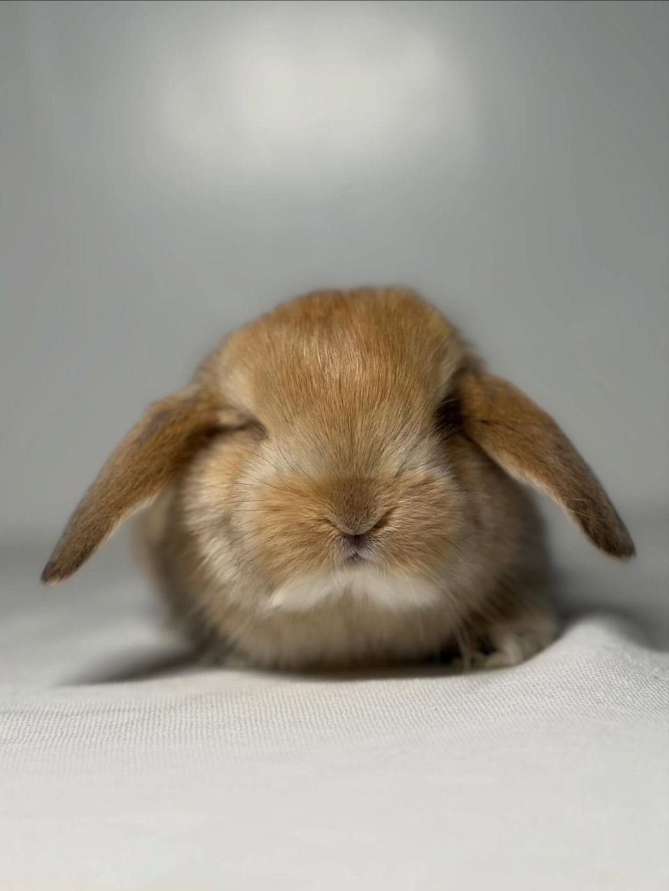 Orange French Lop bunny for sale Sedona Arizona