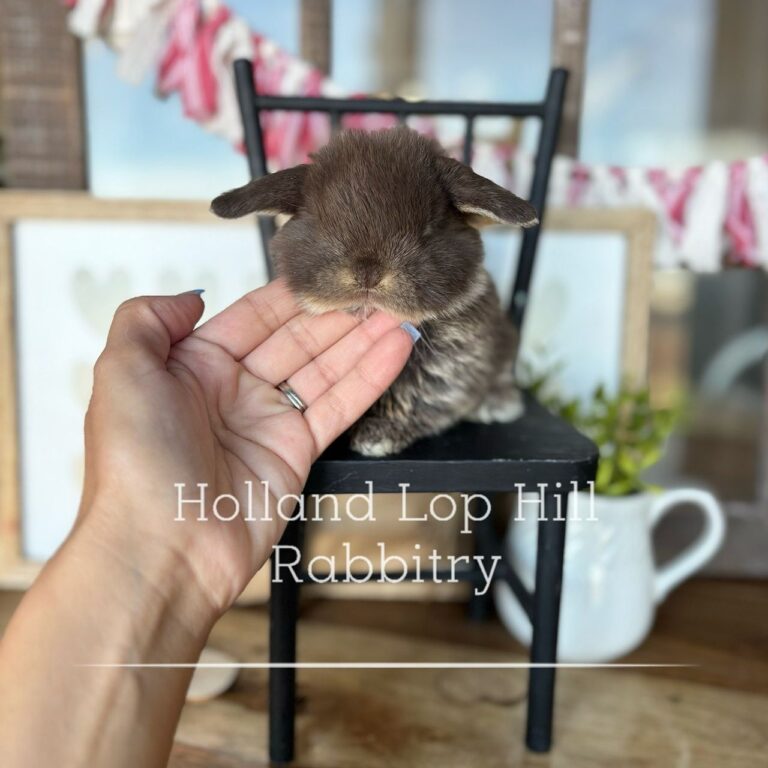 panda chocolate otter holland lop bunny for sale