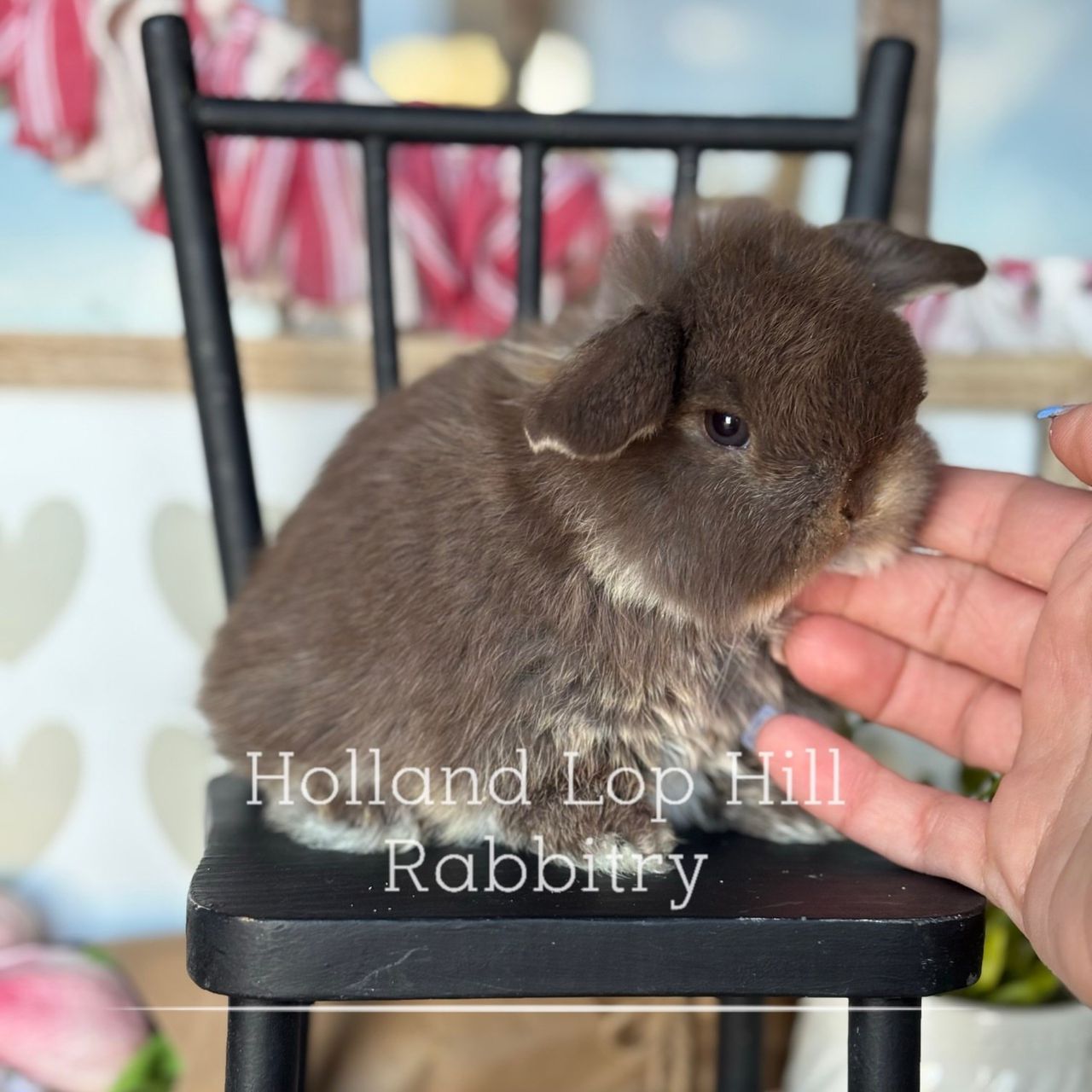 Chocolate Otter Holland Lop bunny for sale at Holland Lop Hill Rabbitry