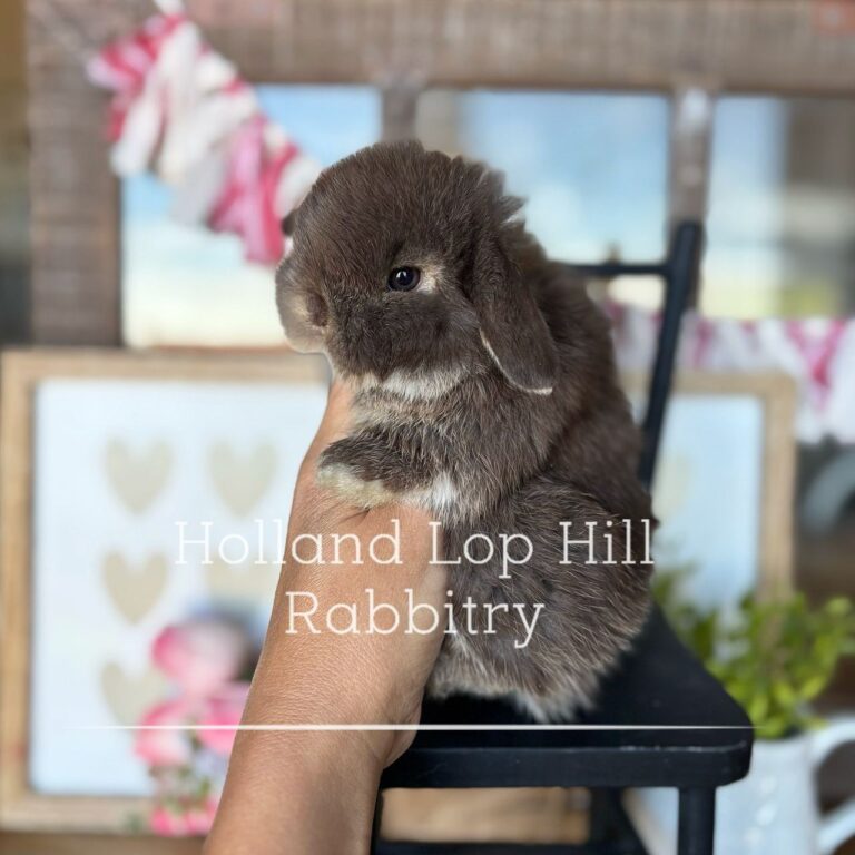 baby panda chocolate otter holland lop buck available now