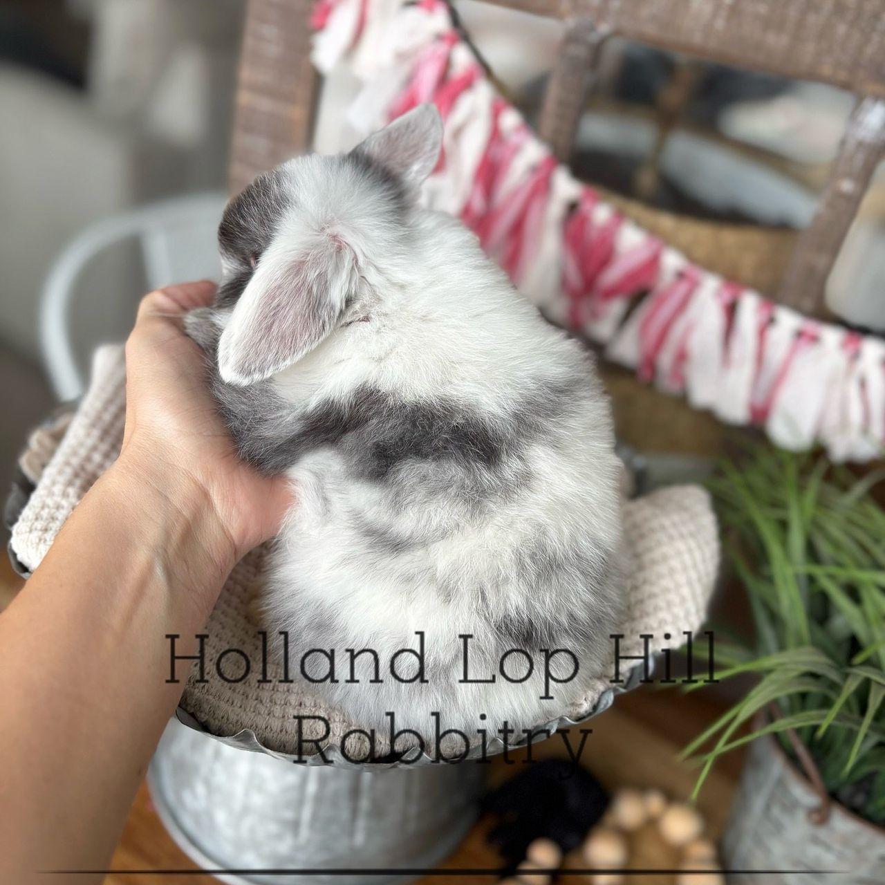 George Strait black magpie Holland Lop rabbit for sale Sedona Arizona