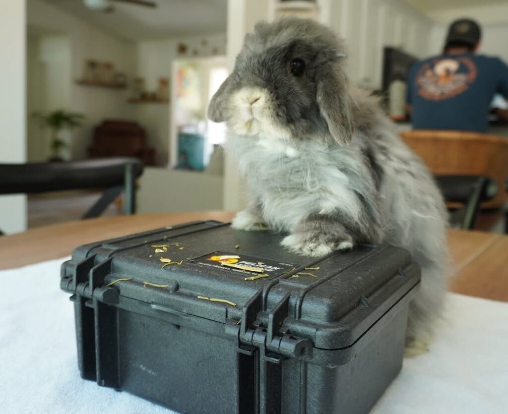holland lop diet