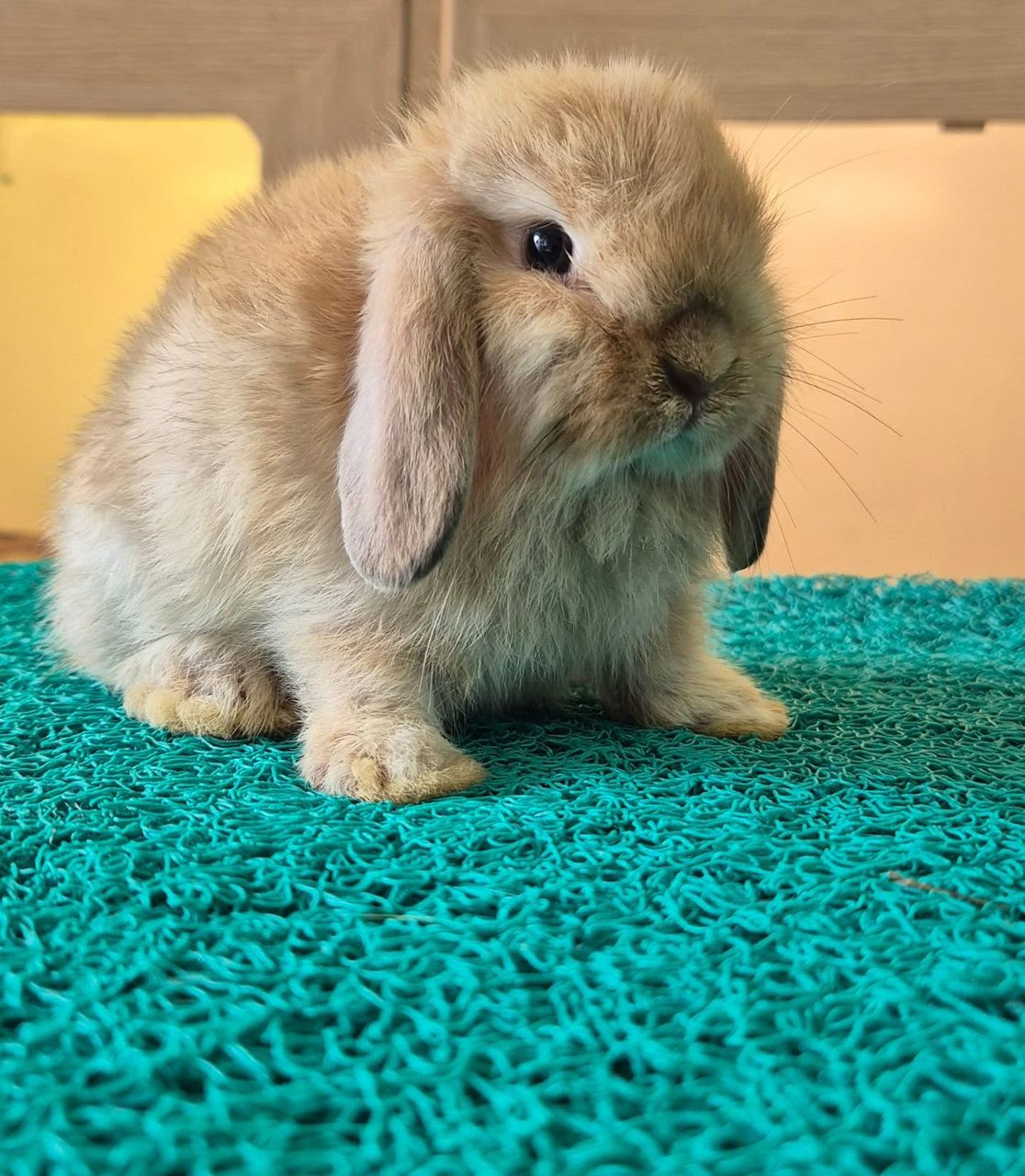 holland lop characteristics