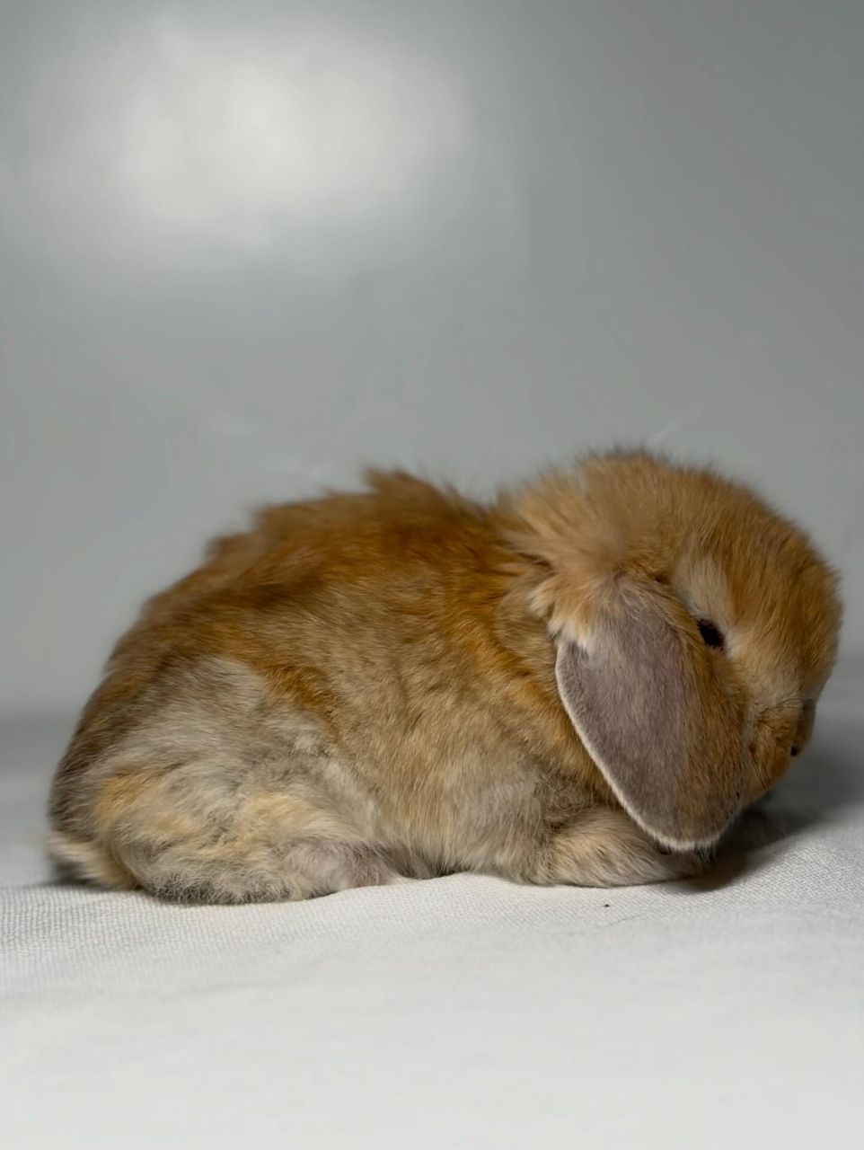 Orange French Lop buck for sale at Holland Lop Hill Rabbitry
