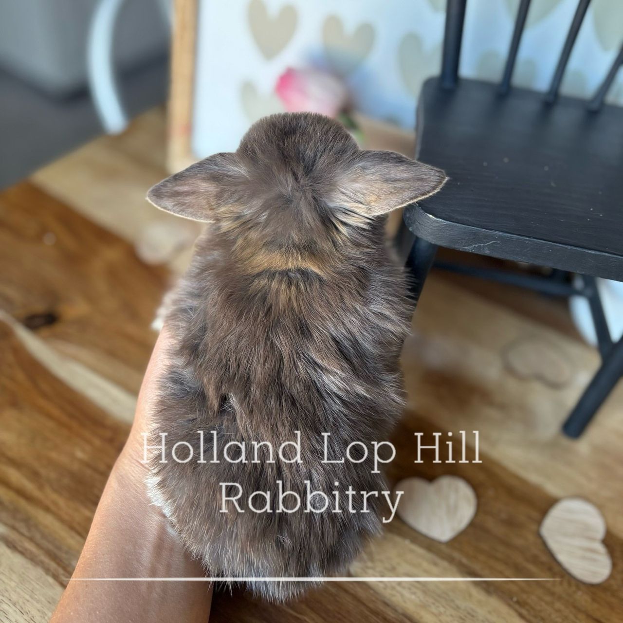 Panda chocolate otter Holland Lop rabbit for sale Sedona Arizona