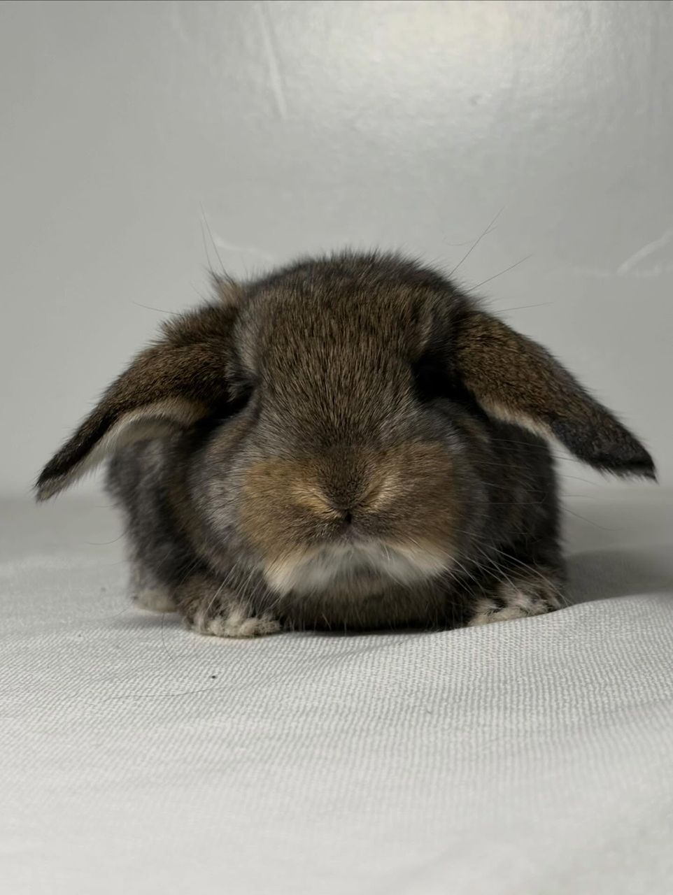 Chestnut French Lop doe for sale at Holland Lop Hill Rabbitry