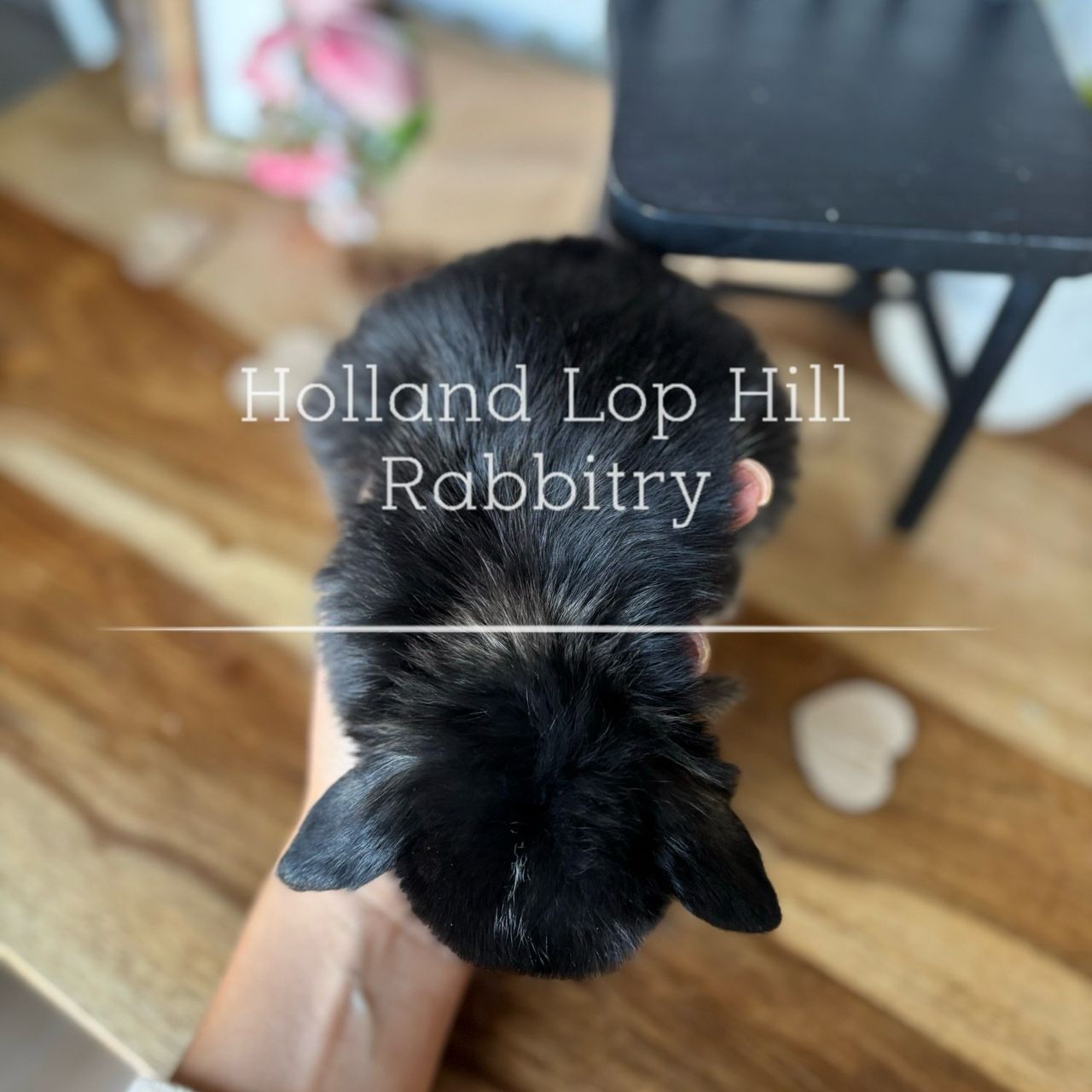 Black Otter VM Holland Lop rabbit for sale Sedona Arizona