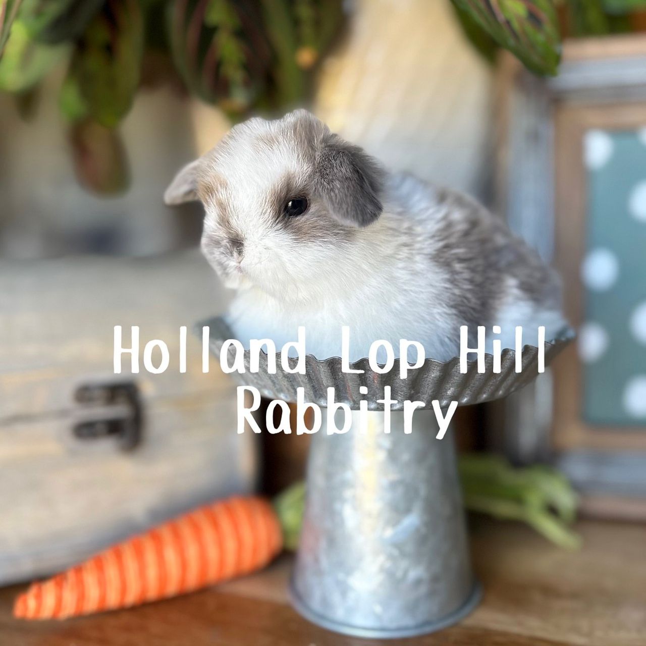 Sage broken blue tort Holland Lop rabbit for sale Sedona Arizona