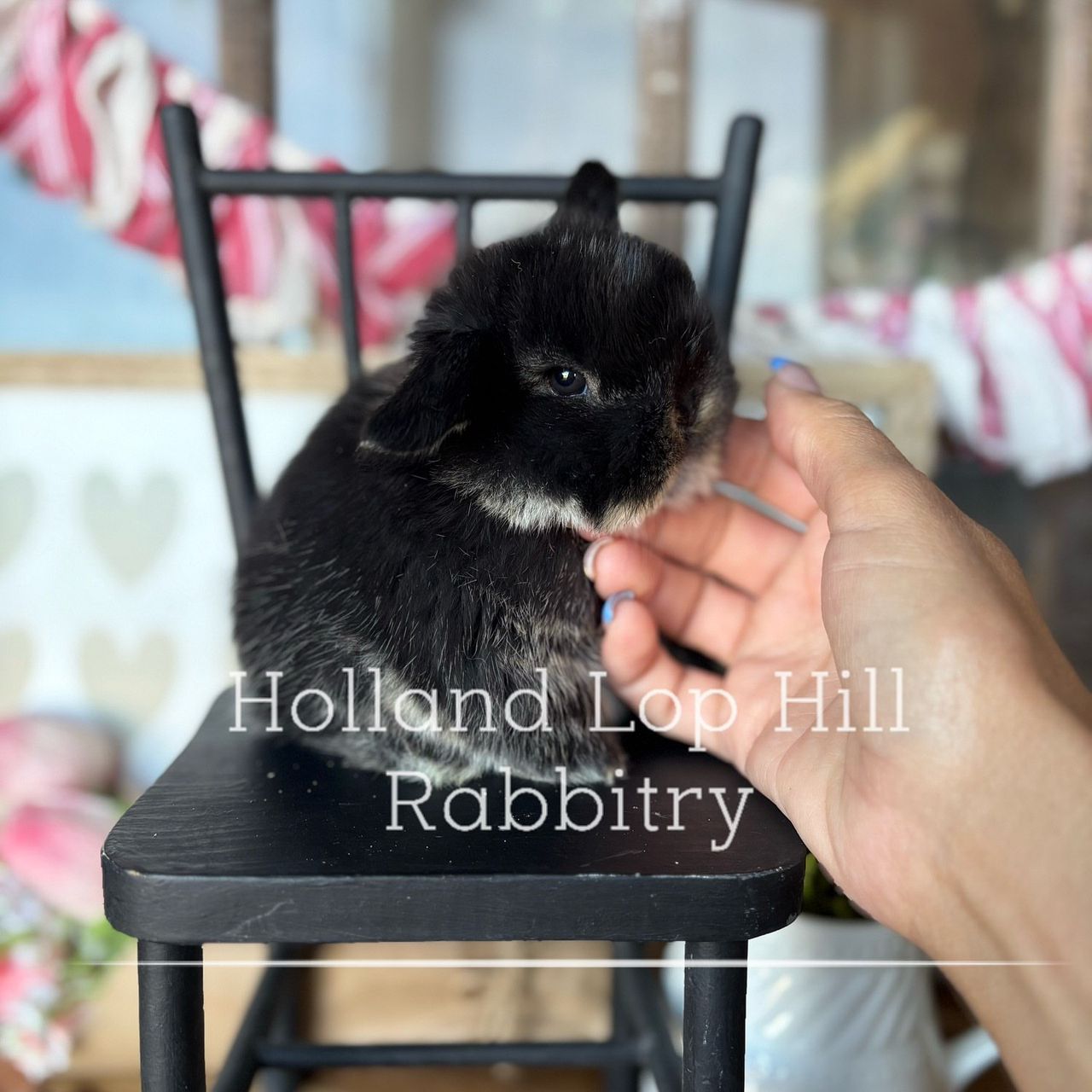 Black Otter VM Holland Lop buck Raccoon