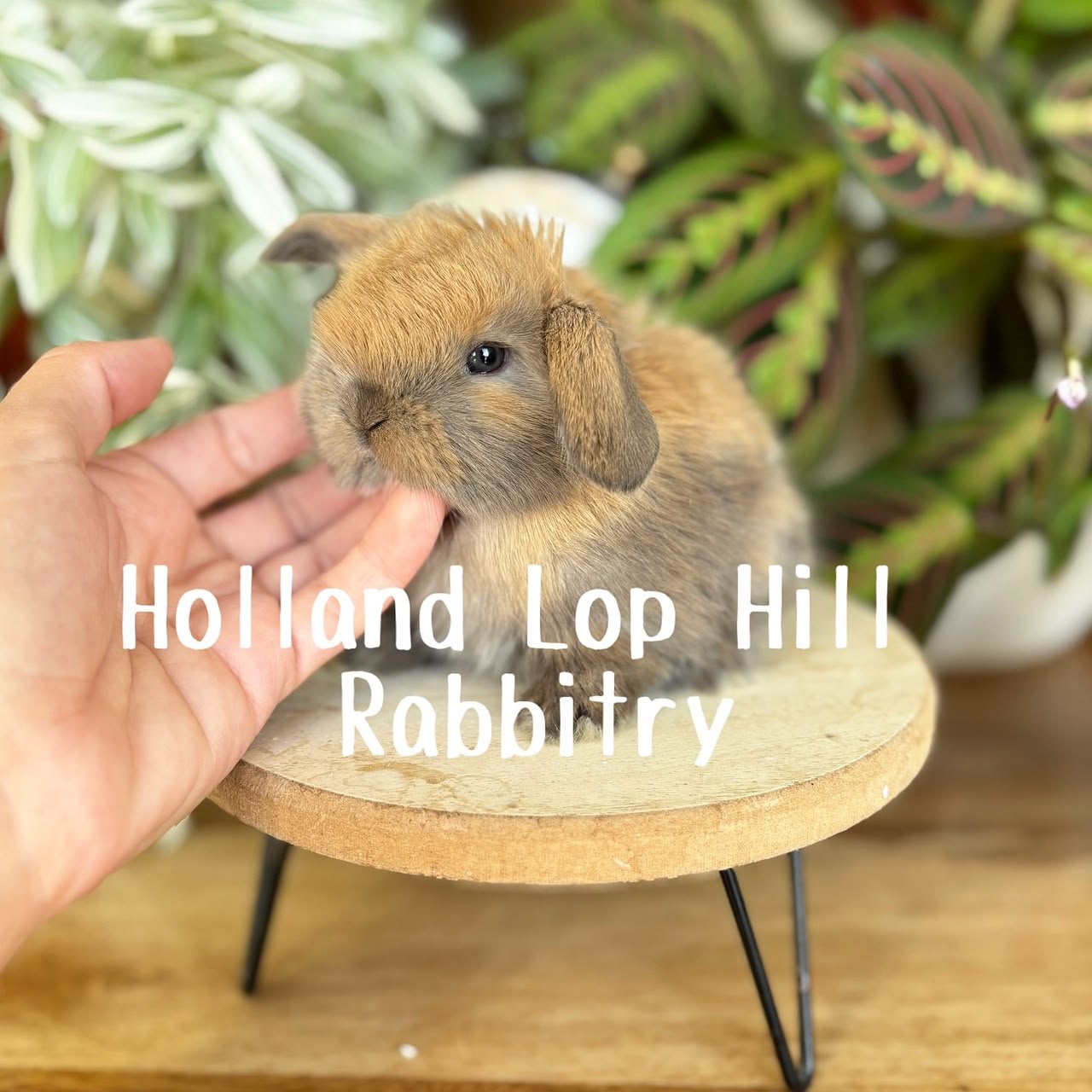 Harbor black tort Holland Lop doe
