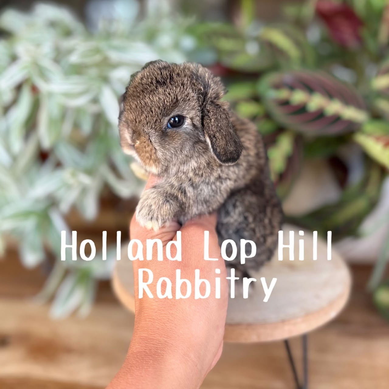 Marine chestnut Holland Lop doe