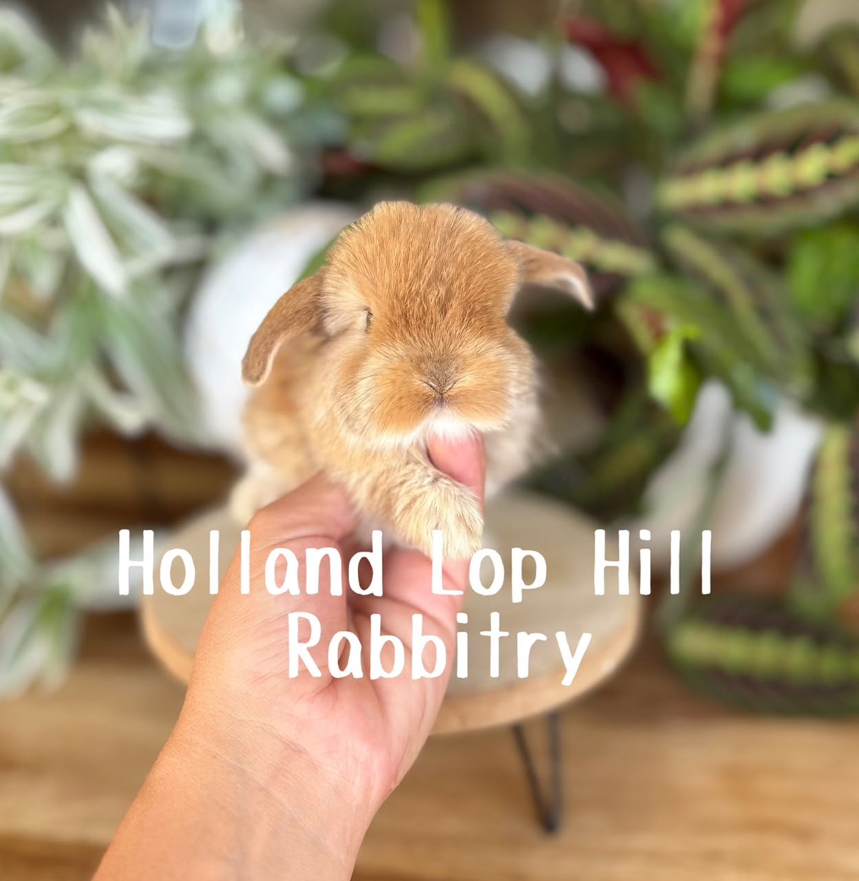 Port orange Holland Lop buck